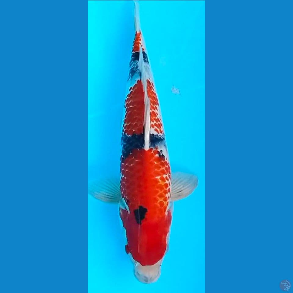 sanke kanoko 38cm~M