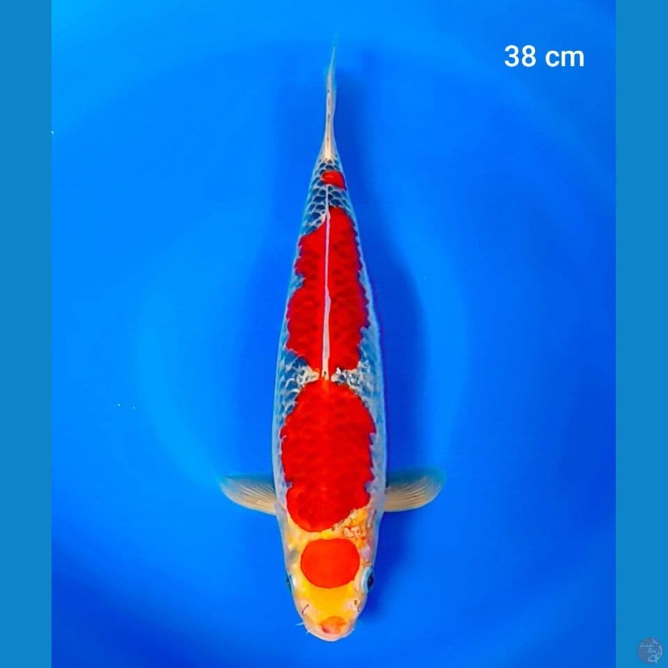 maruten goshiki 38cm