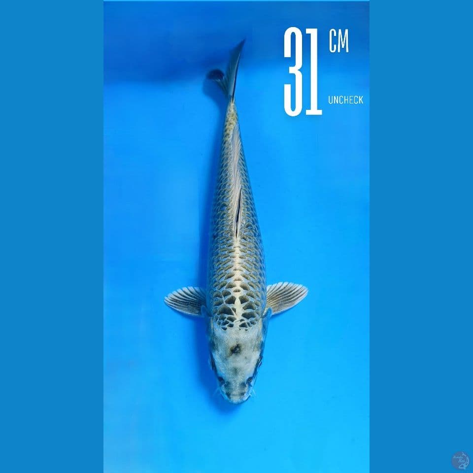 Silver Fox 31cm Line Momotaro