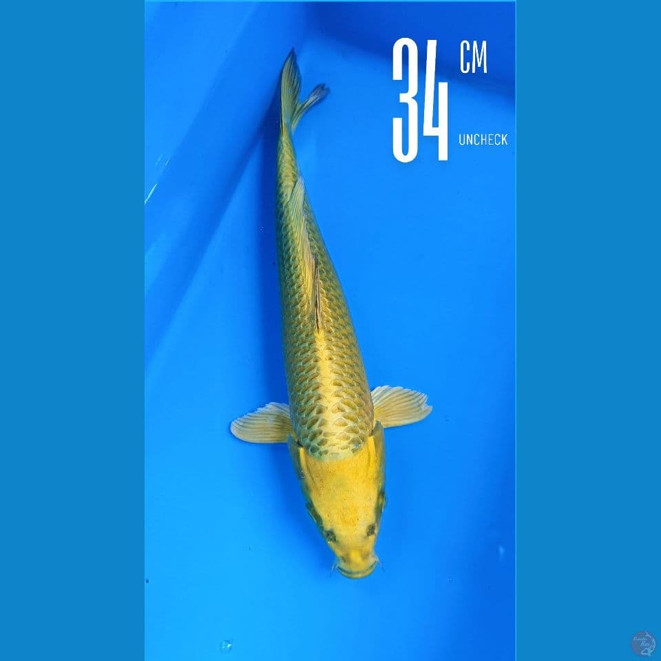 Ogon 34cm Line momotaro