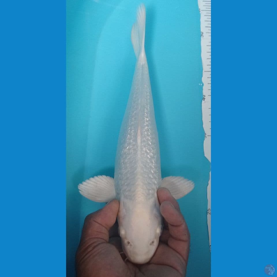 GINRIN 35CM