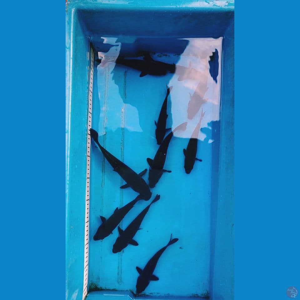 KARASU 15-20 CM ( 10 EKOR )