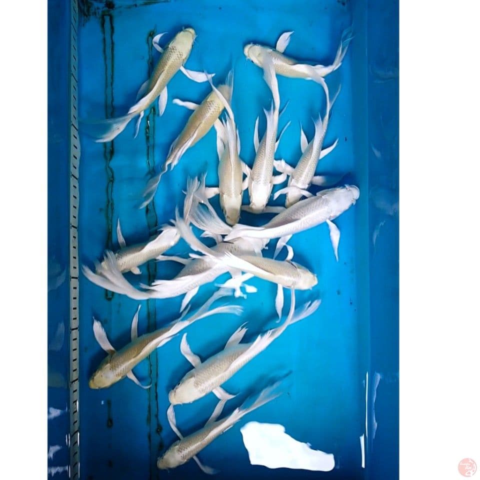 KUMPAY PLATINUM 15-22 CM ( 13 EKOR )