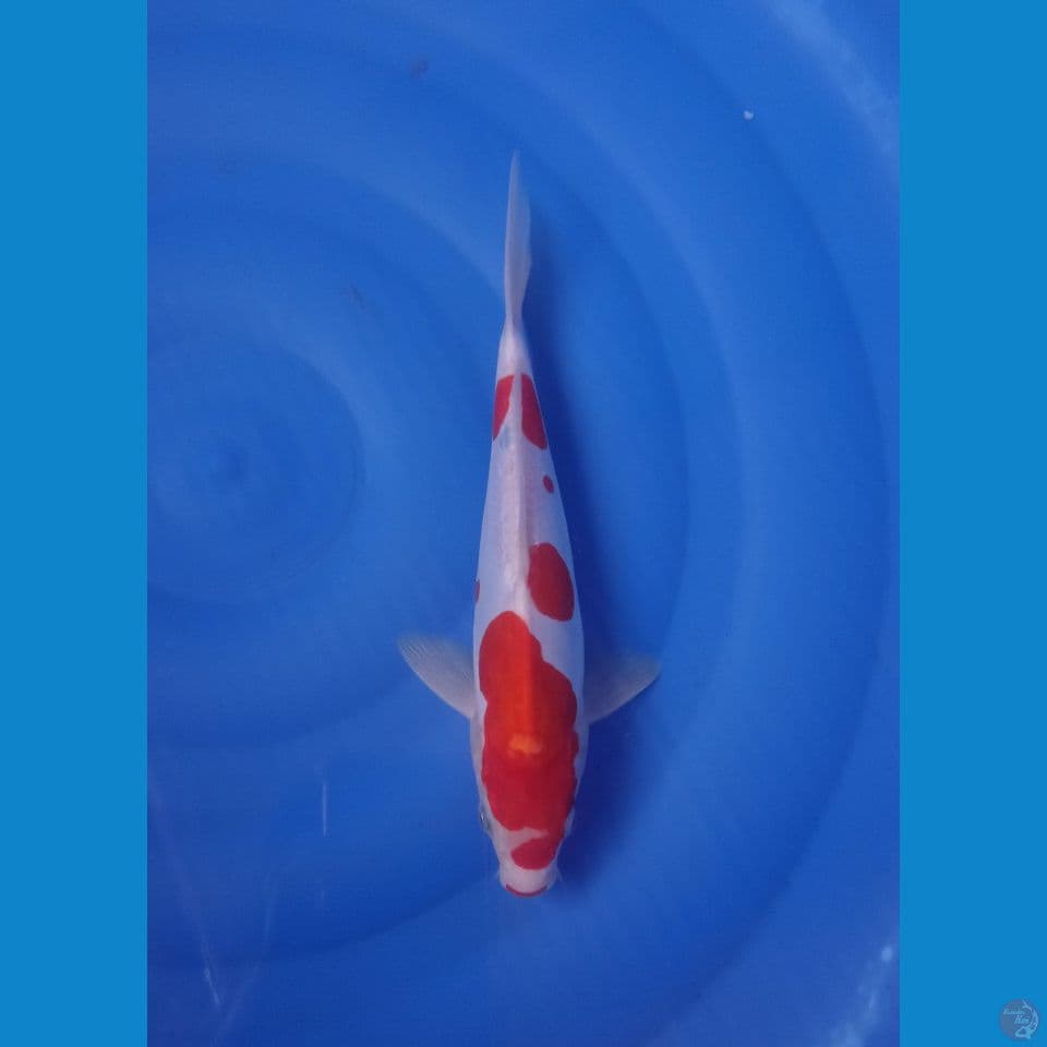 CS1 • KOHAKU DOITSU • 27CM • JANTAN