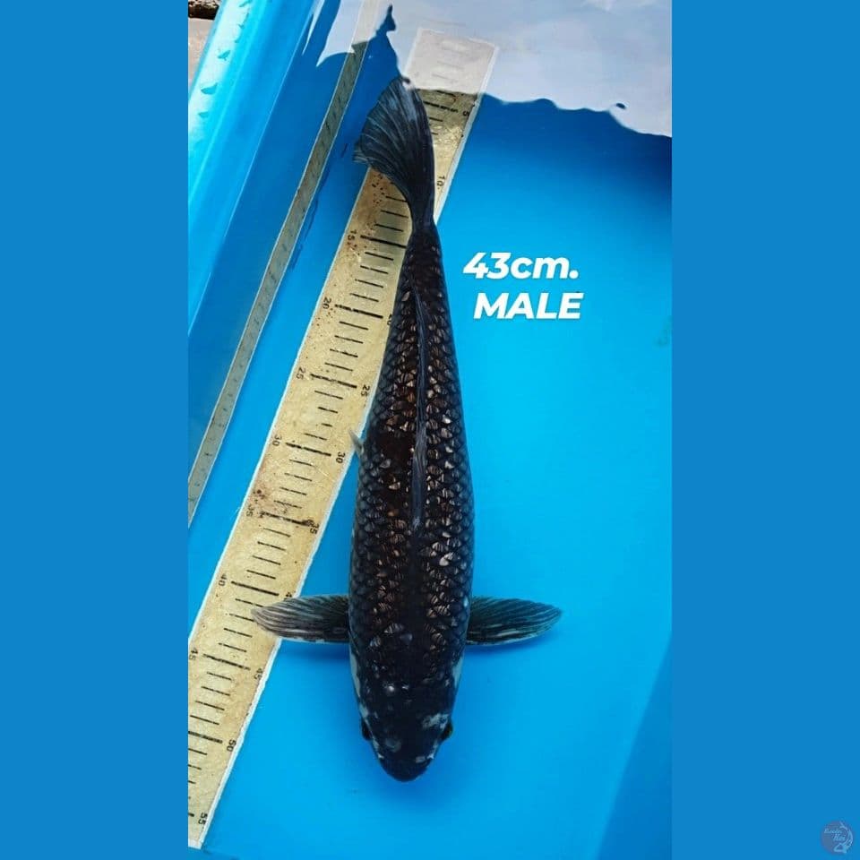 Antiq Karashu Gindrin. 43Cm. Male