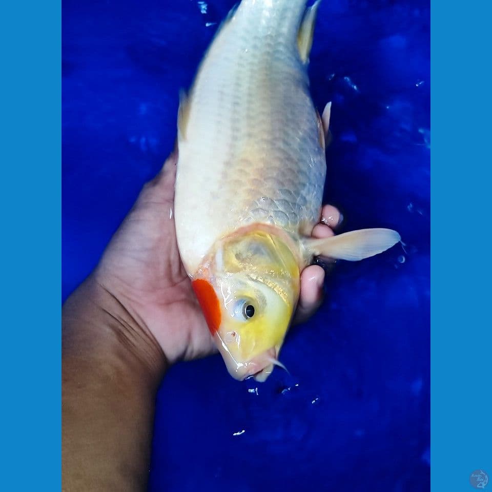 tancho good skin 34 cm male body joss.