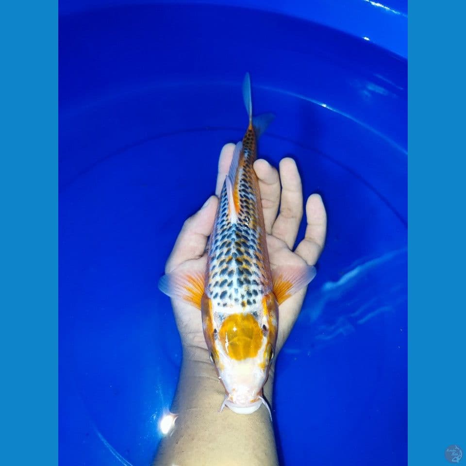 Maruten Ashagi HQ. 29 cm