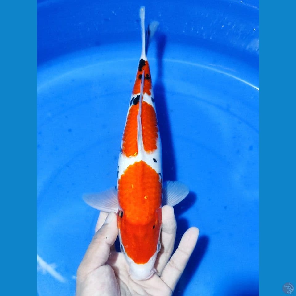 34 cm male 3 step HQ sanke