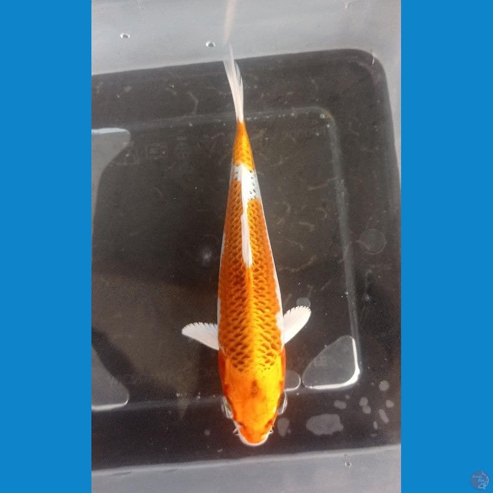 KUJAKU • 15CM • GRADE A