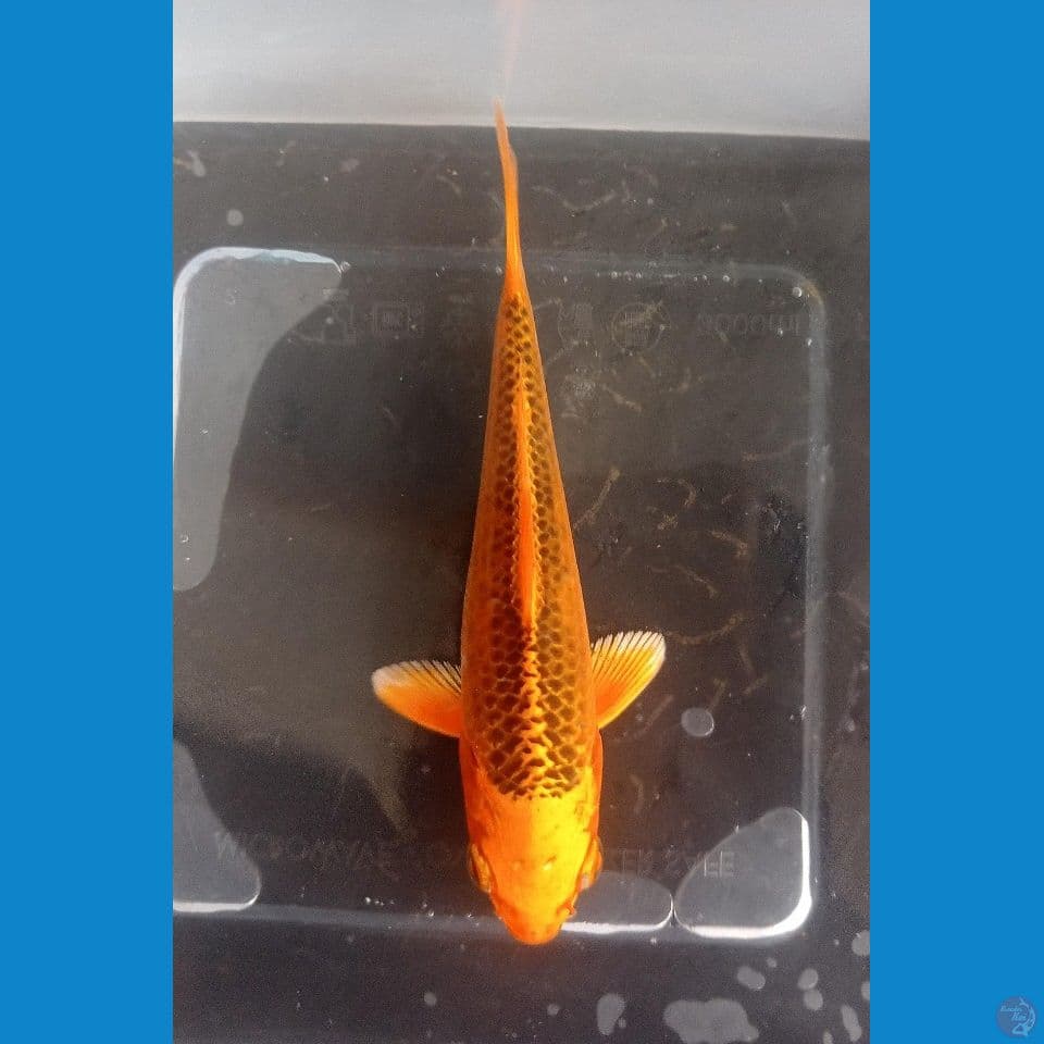 MATSUBA • 13CM • GRADE A