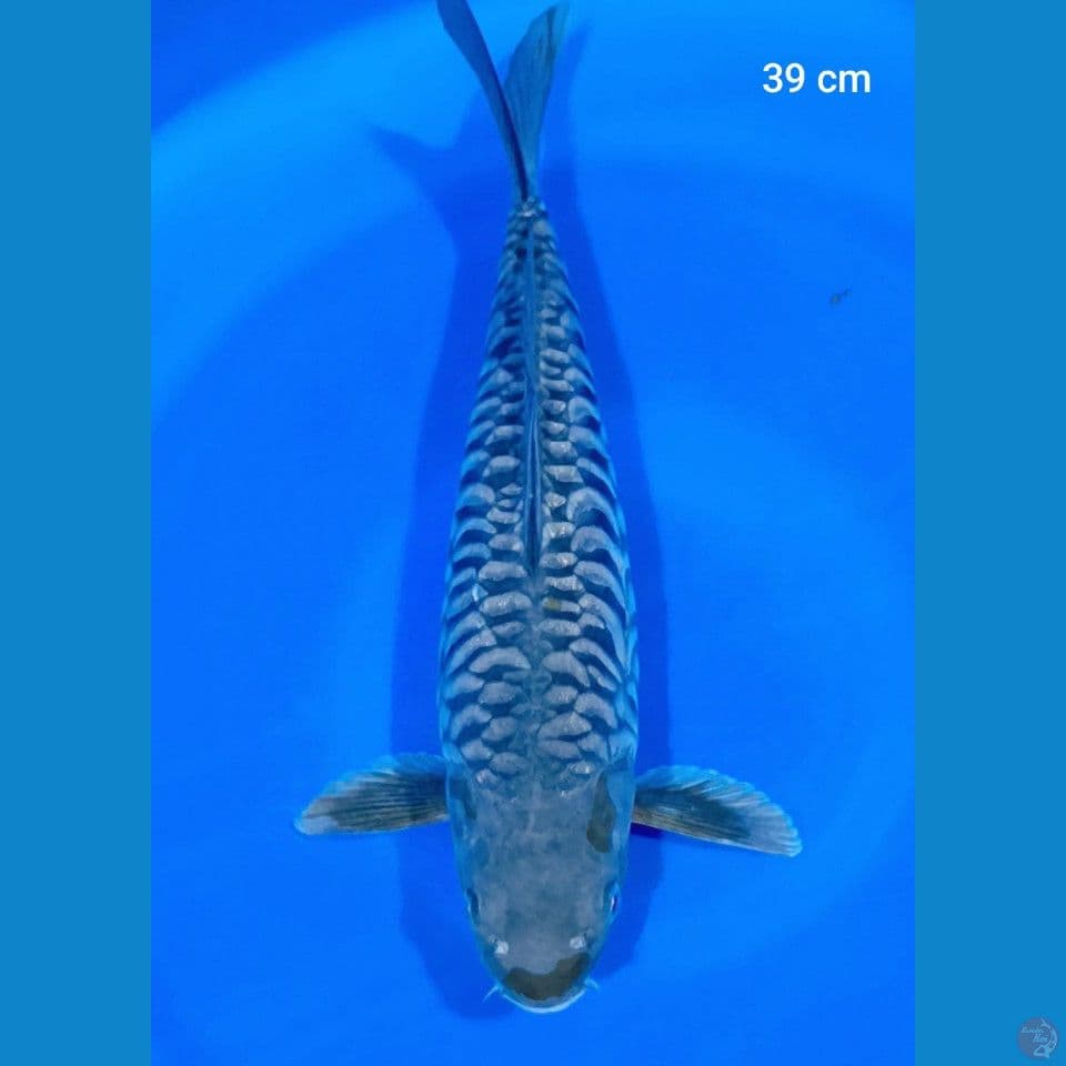 full aragoke 39 cm