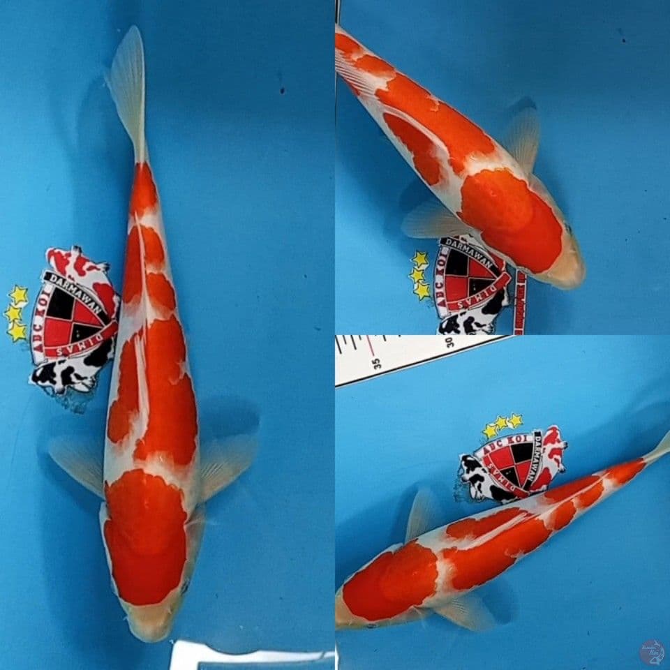 Kohaku 30 cm