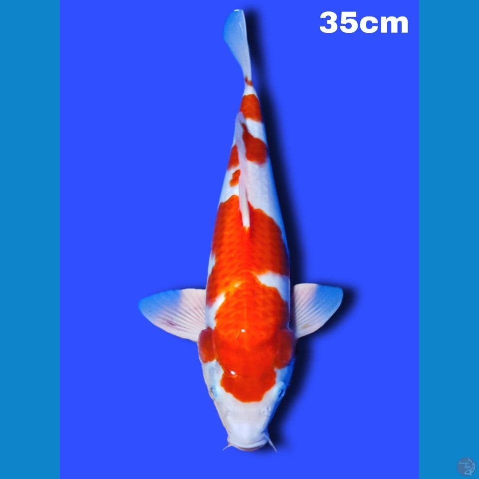 HQ kohaku 35 cm