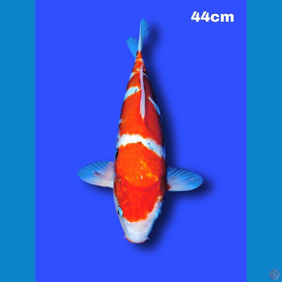 44 cm tategoi