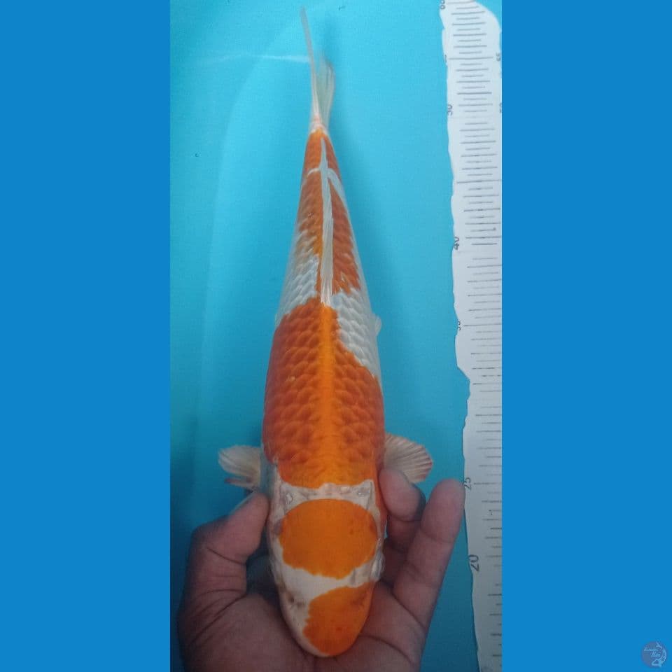 SAKURA OGON 40CM