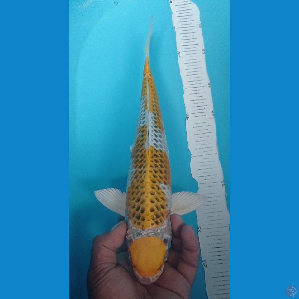 MARUKIR 35CM