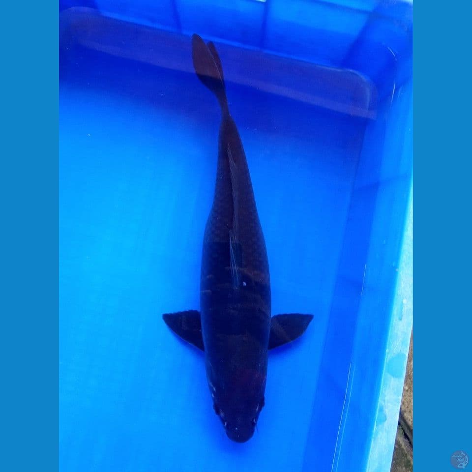 KARASU FEMALE 43CM