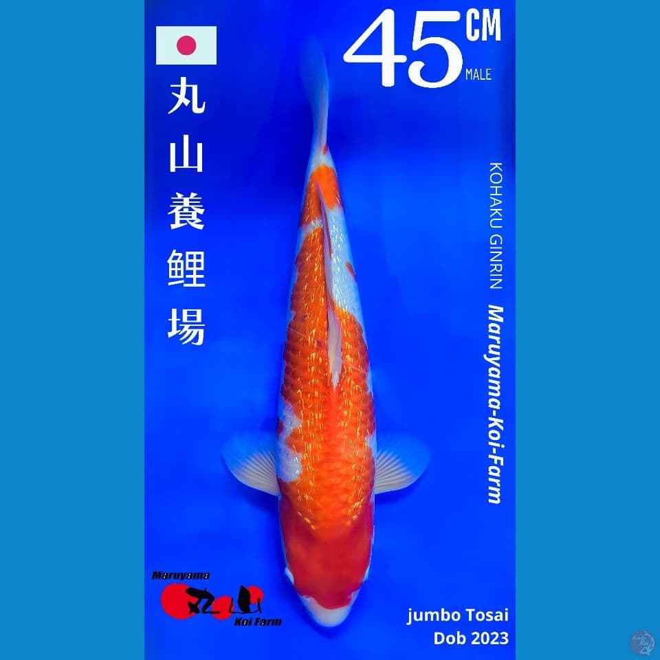 KOHAKU GINRIN MARUYAMA DOB 2023 MALE