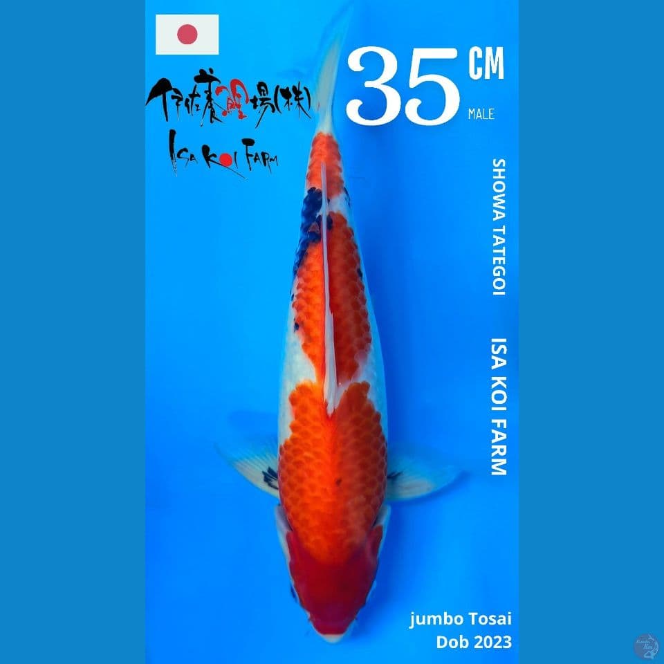 showa isa 35cm Male