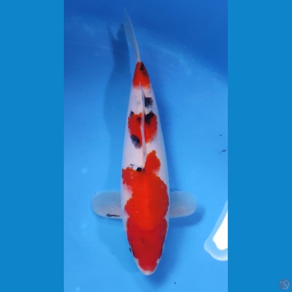 SANKE HQ 23CM - FEEMALE