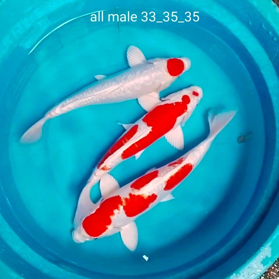 all male 33_35_35