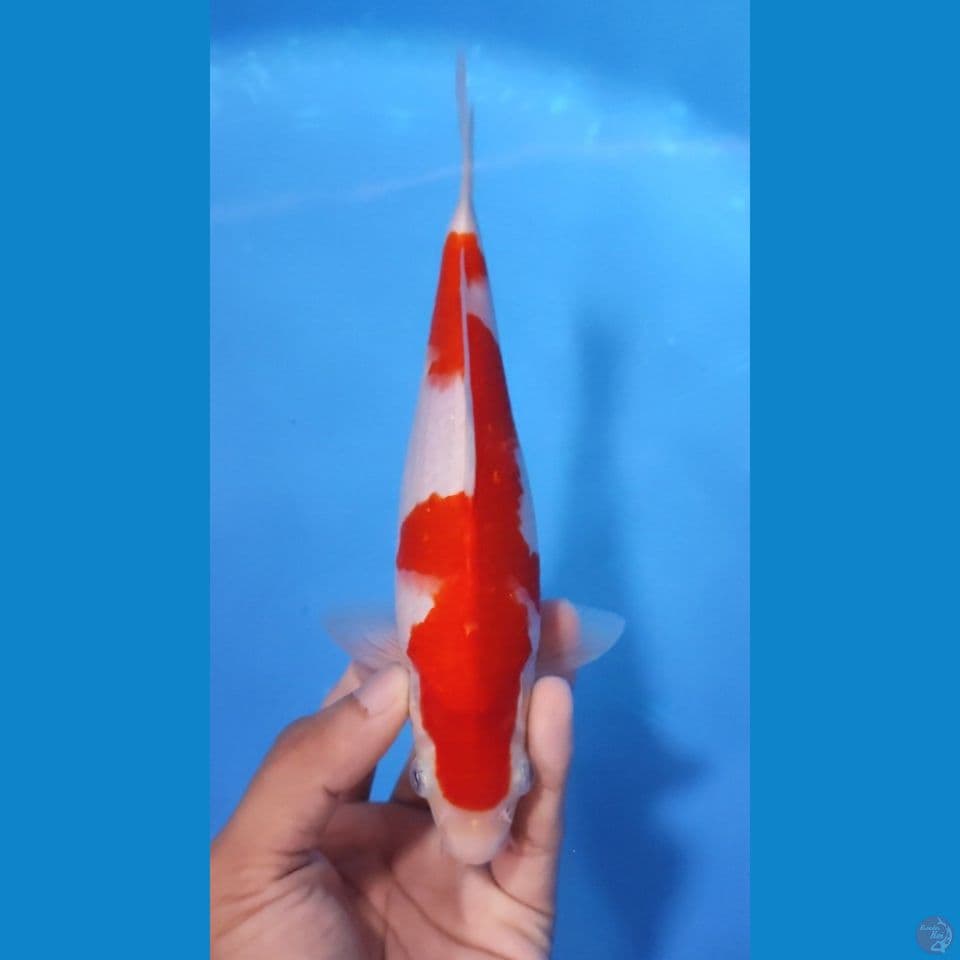KOHAKU ORIGINAL RED STRONG 20CM - MALE