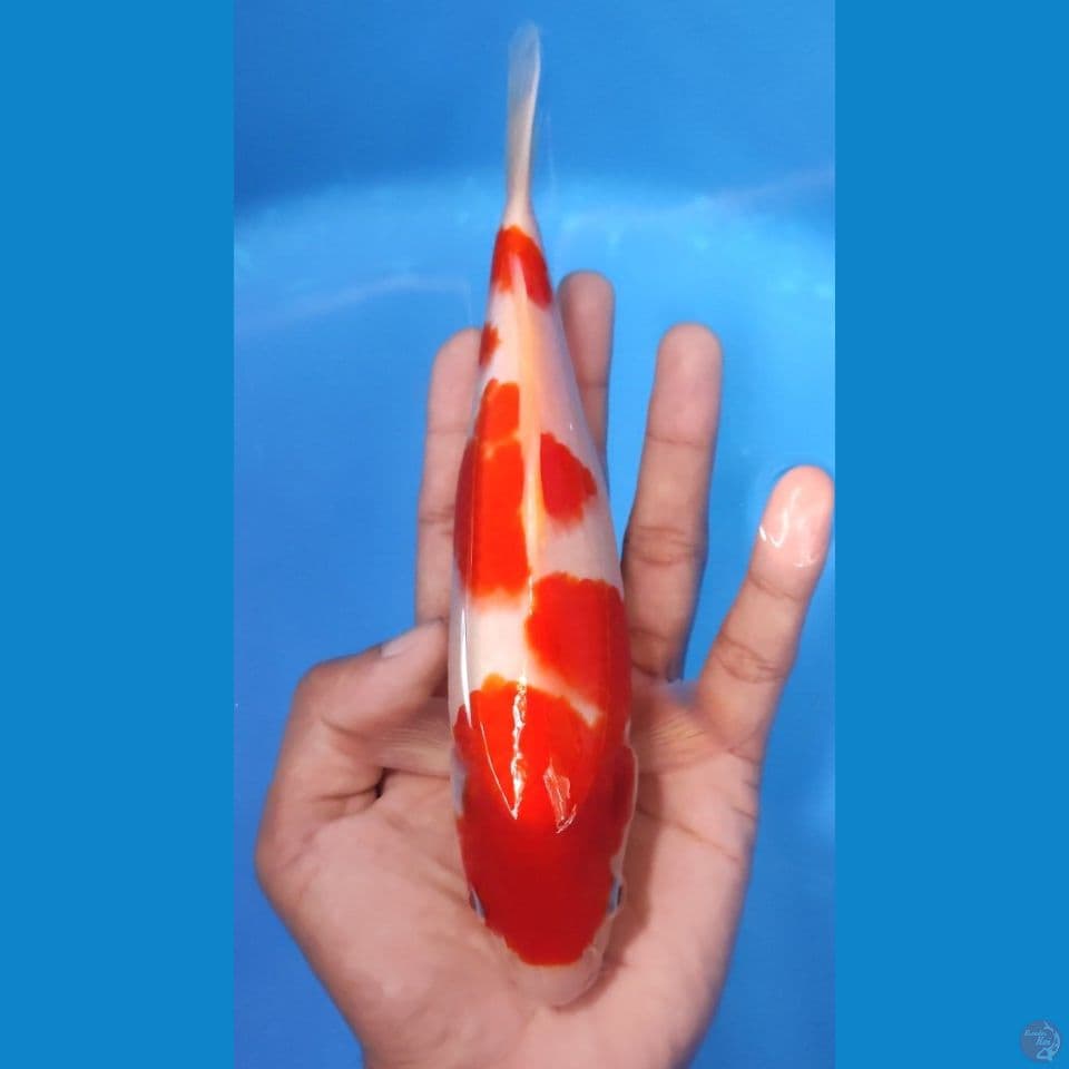 KOHAKU ORI RED STRONG 23CM - MALE