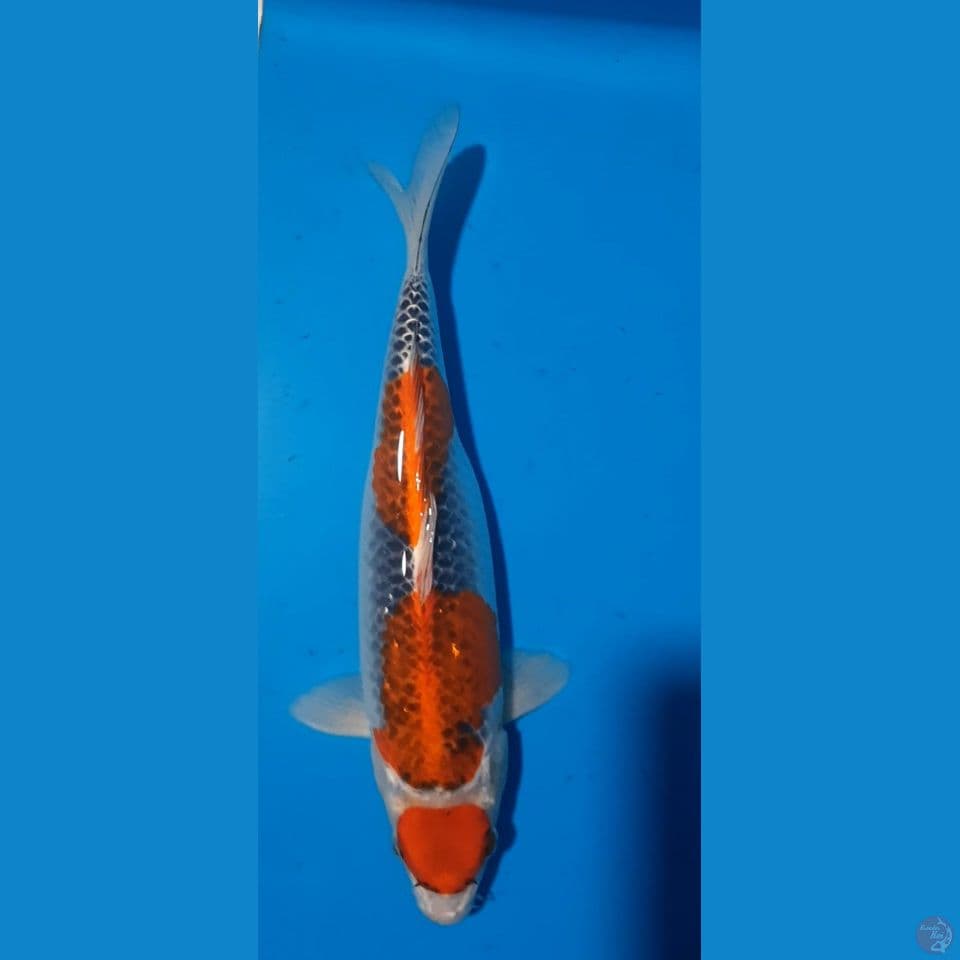 MARUTEN GOSIKHI 35cm