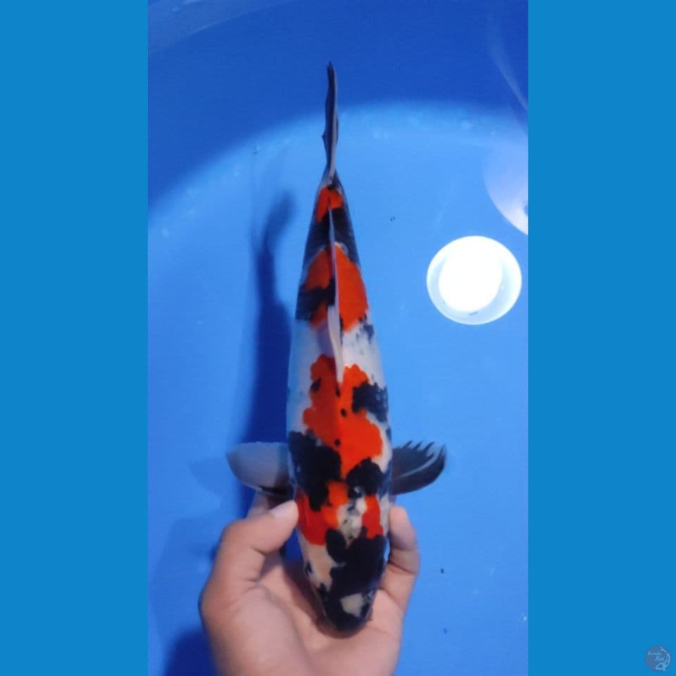 SHOWA RED STRONG - 30CM - JANTAN