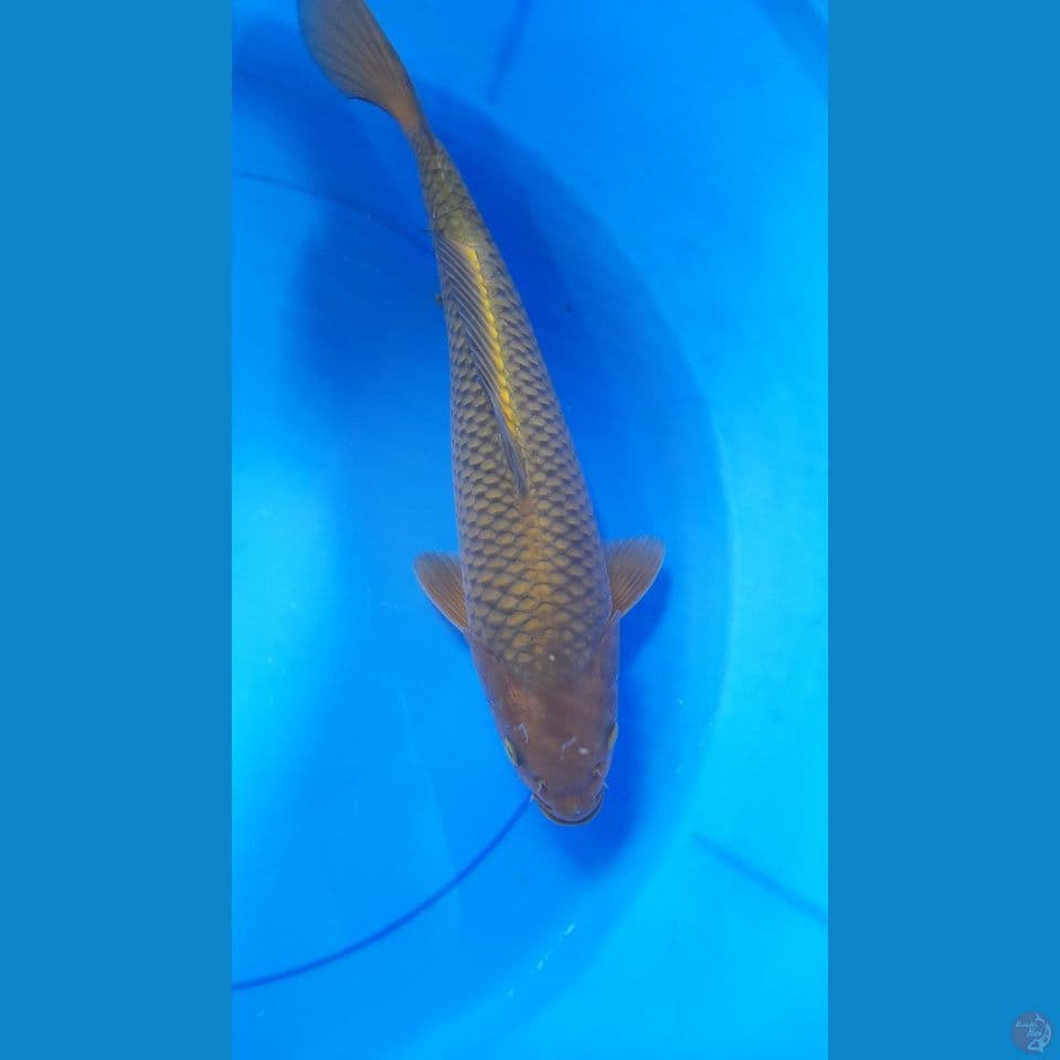 M36CM CHAGOI TEMBAGA