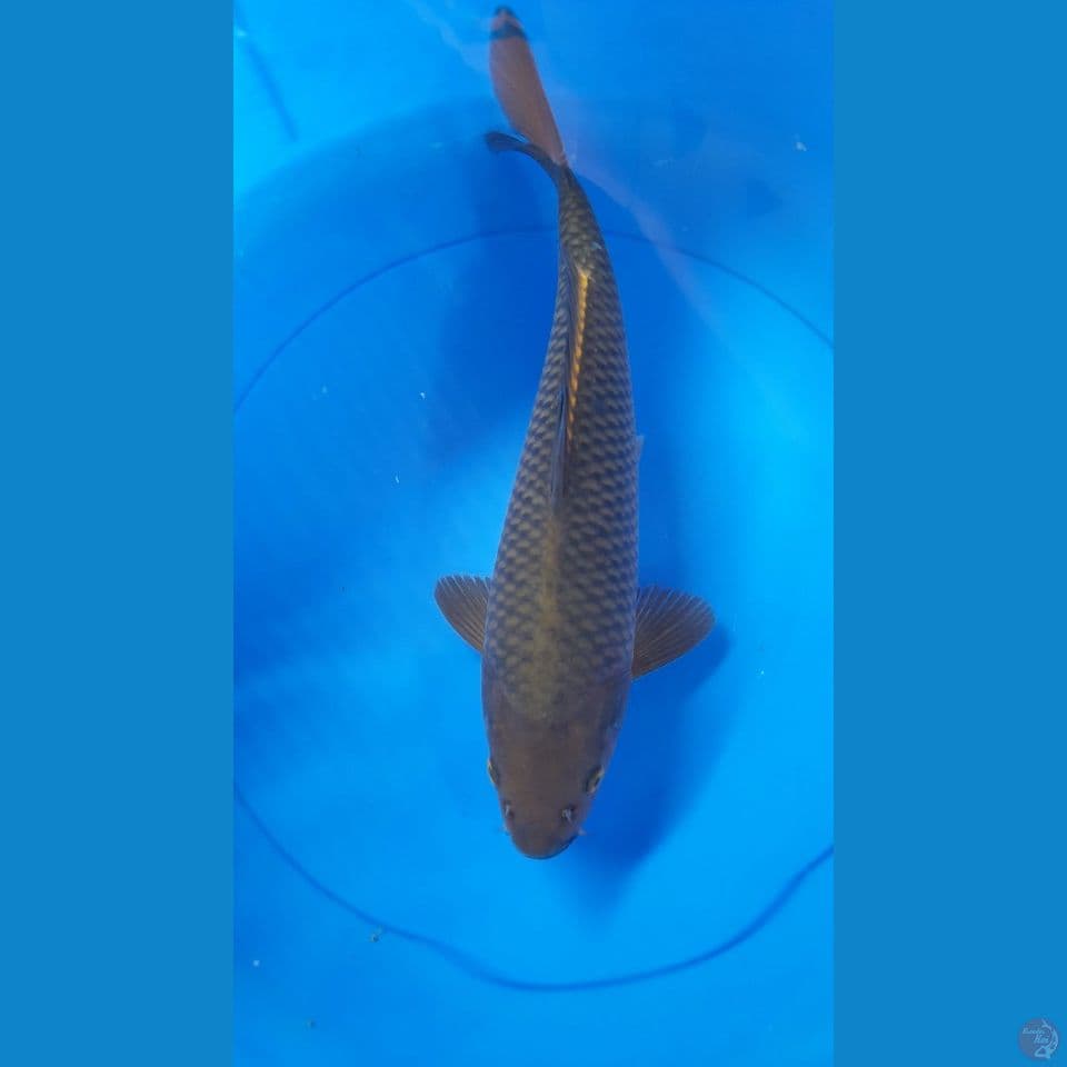 36CM CHAGOI