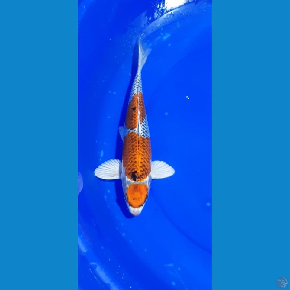 maruten kujaku .30cm