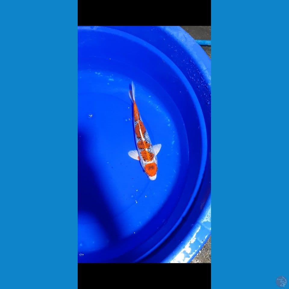 maruten kujaku 31cm
