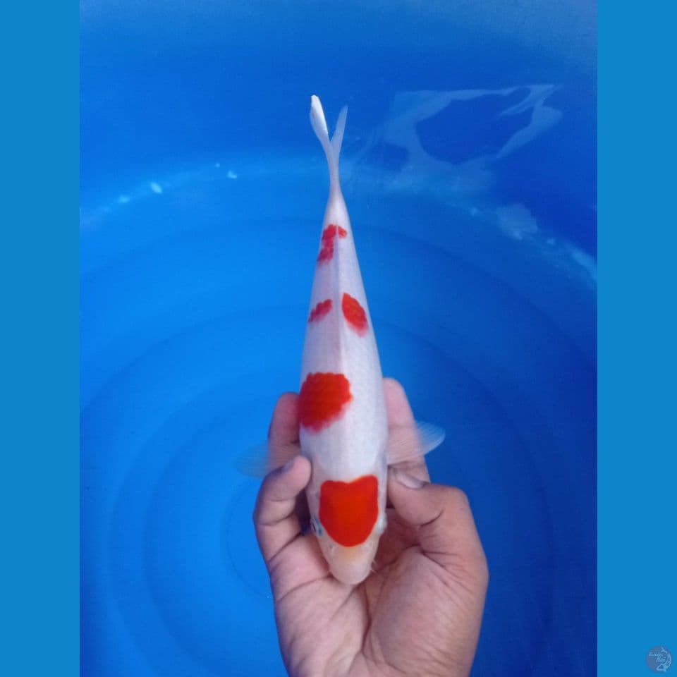 CS1_KOHAKU_25CM
