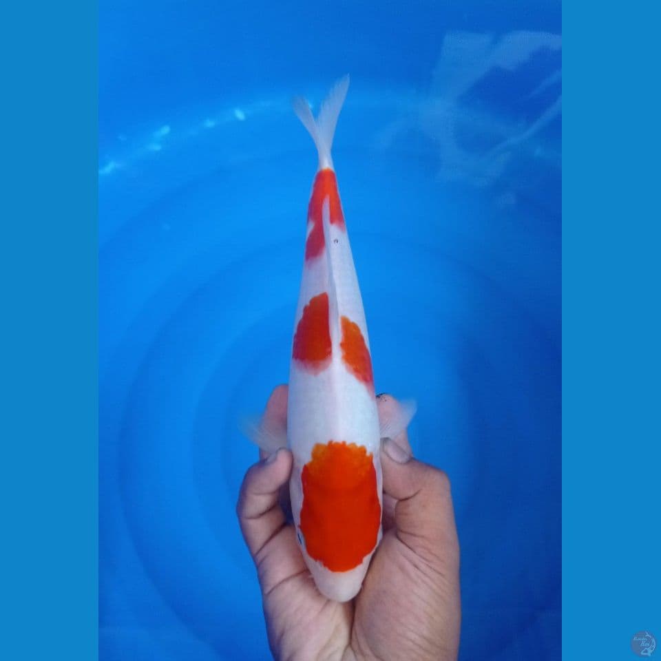 CS1_KOHAKU_25CM