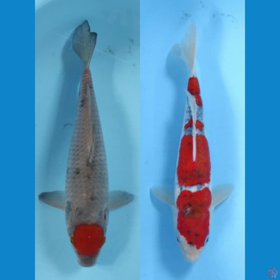 tancho sabikoyo dan goshiki 35 cm