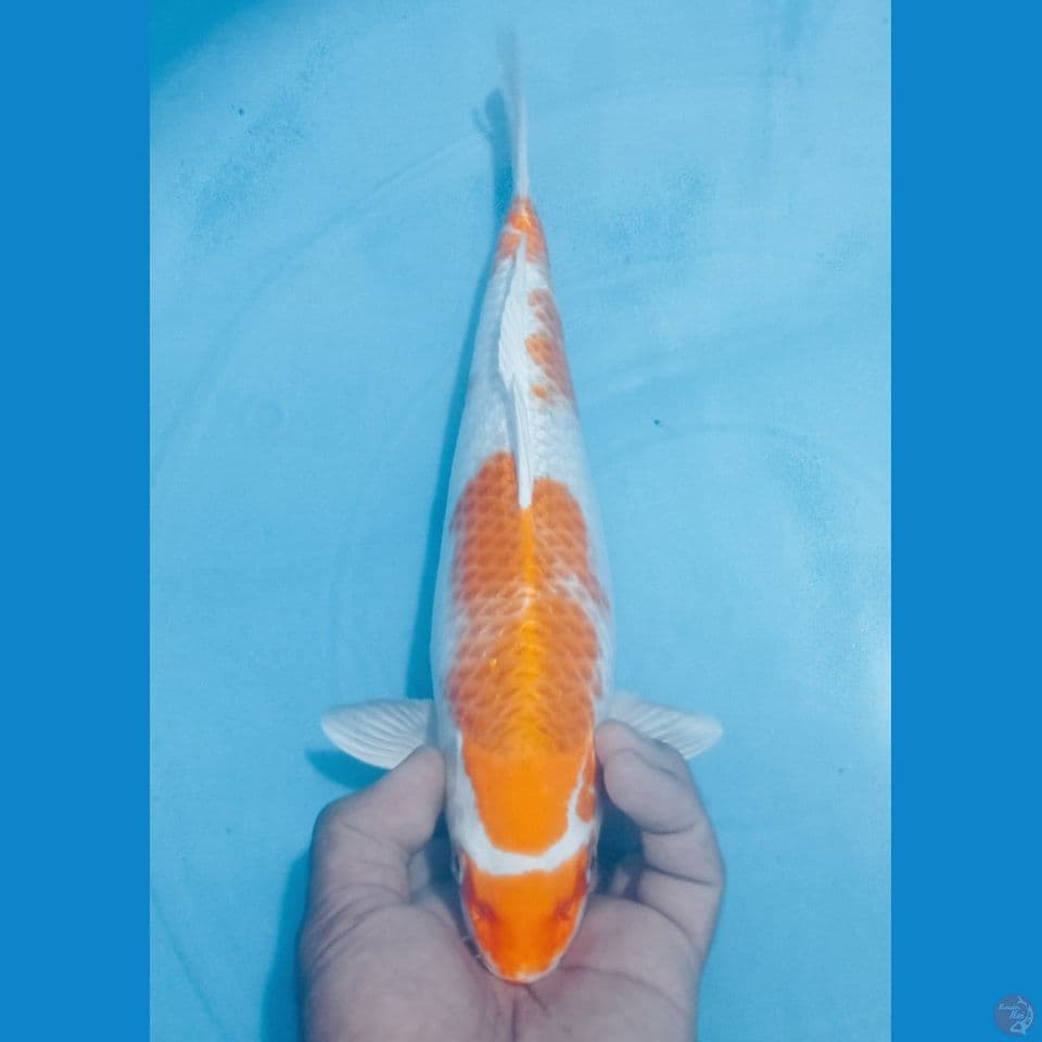 HARIWAKE 33CM