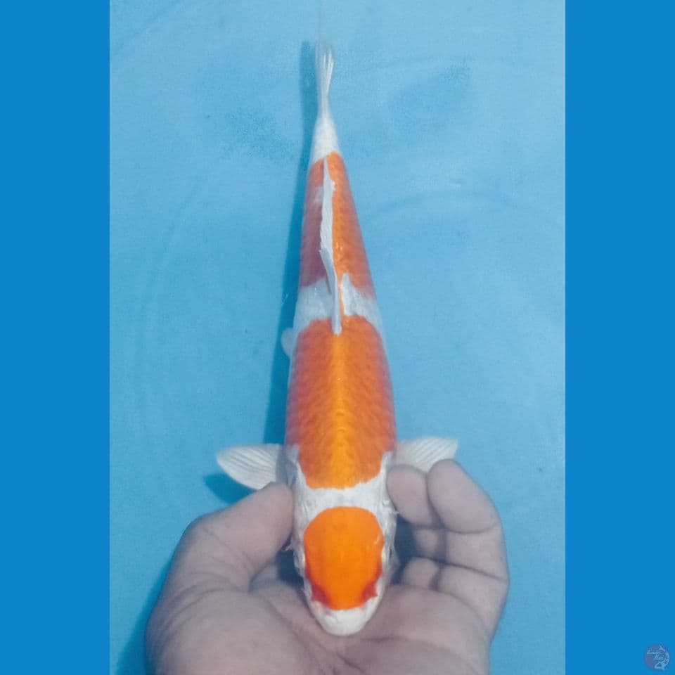 MARUTEN 27CM