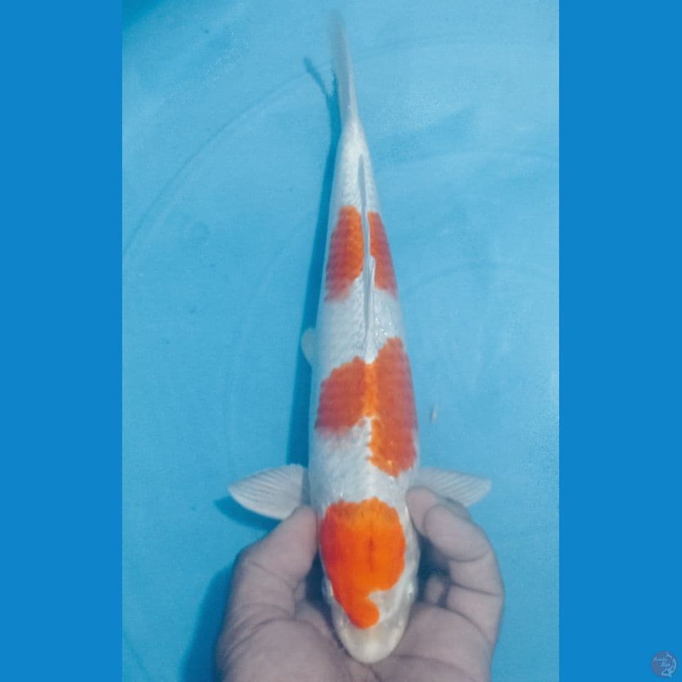 SAKURA OGON 34CM