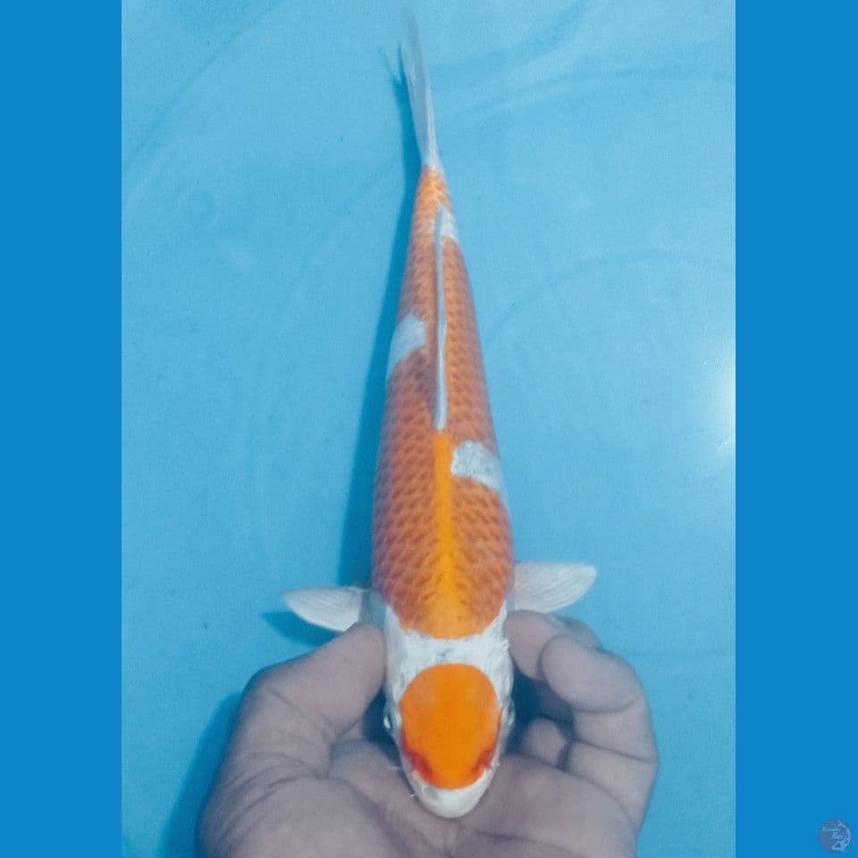 MARINA 27CM
