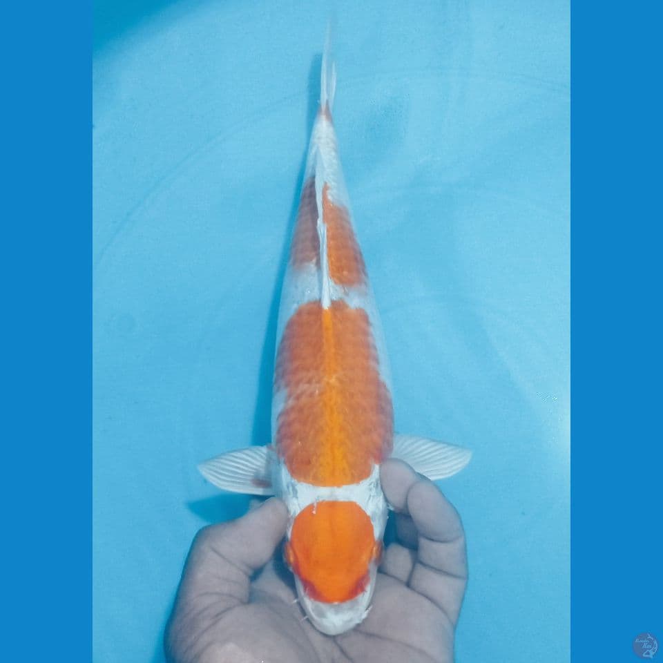 MARUHA 34CM