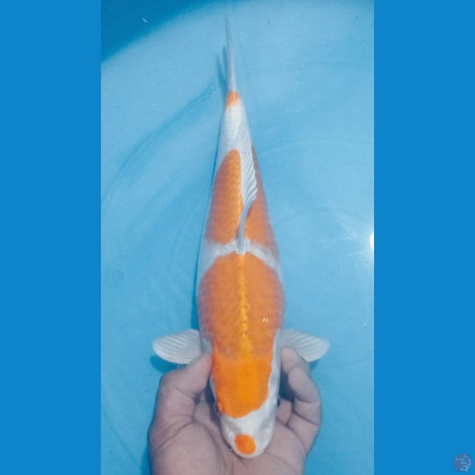 HARIWAKE 38CM