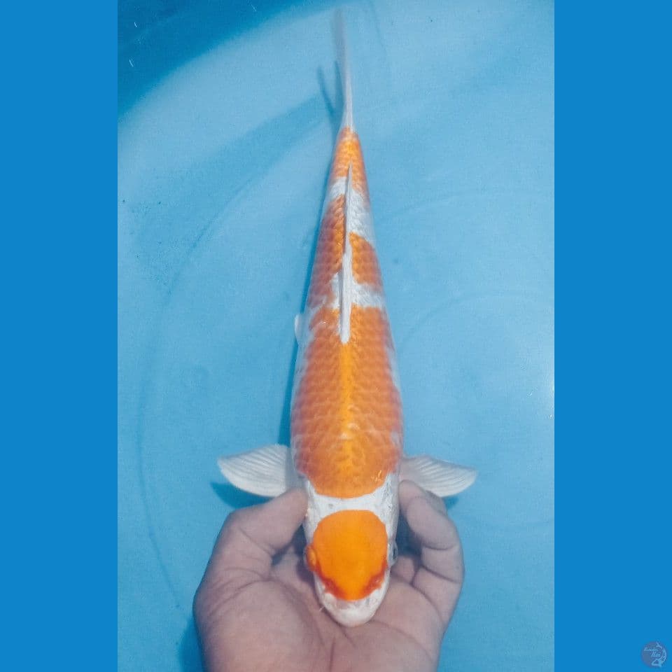 MARHARI 35CM