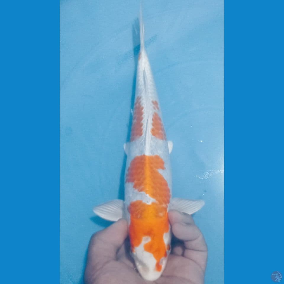 HARIWAKE 33CM
