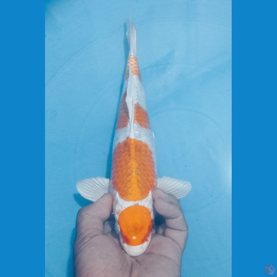 HARIWAKE 33CM