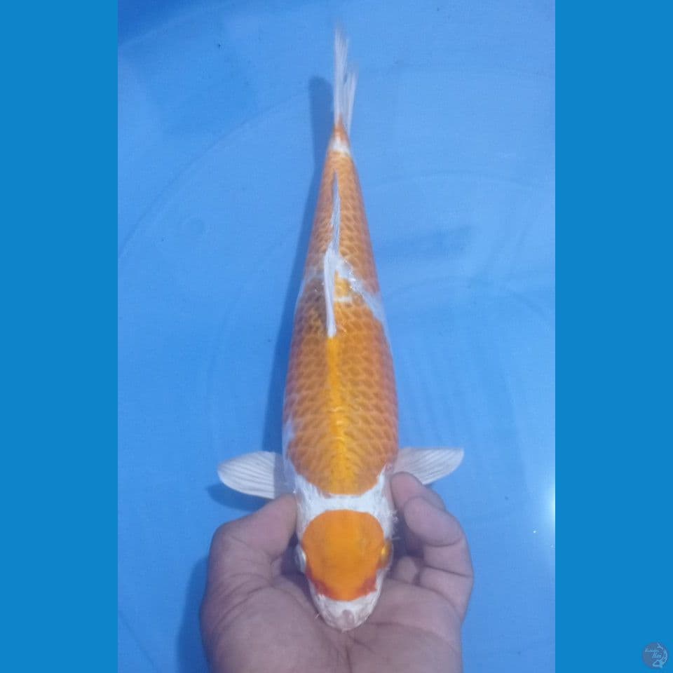 HARIWAKE 34CM