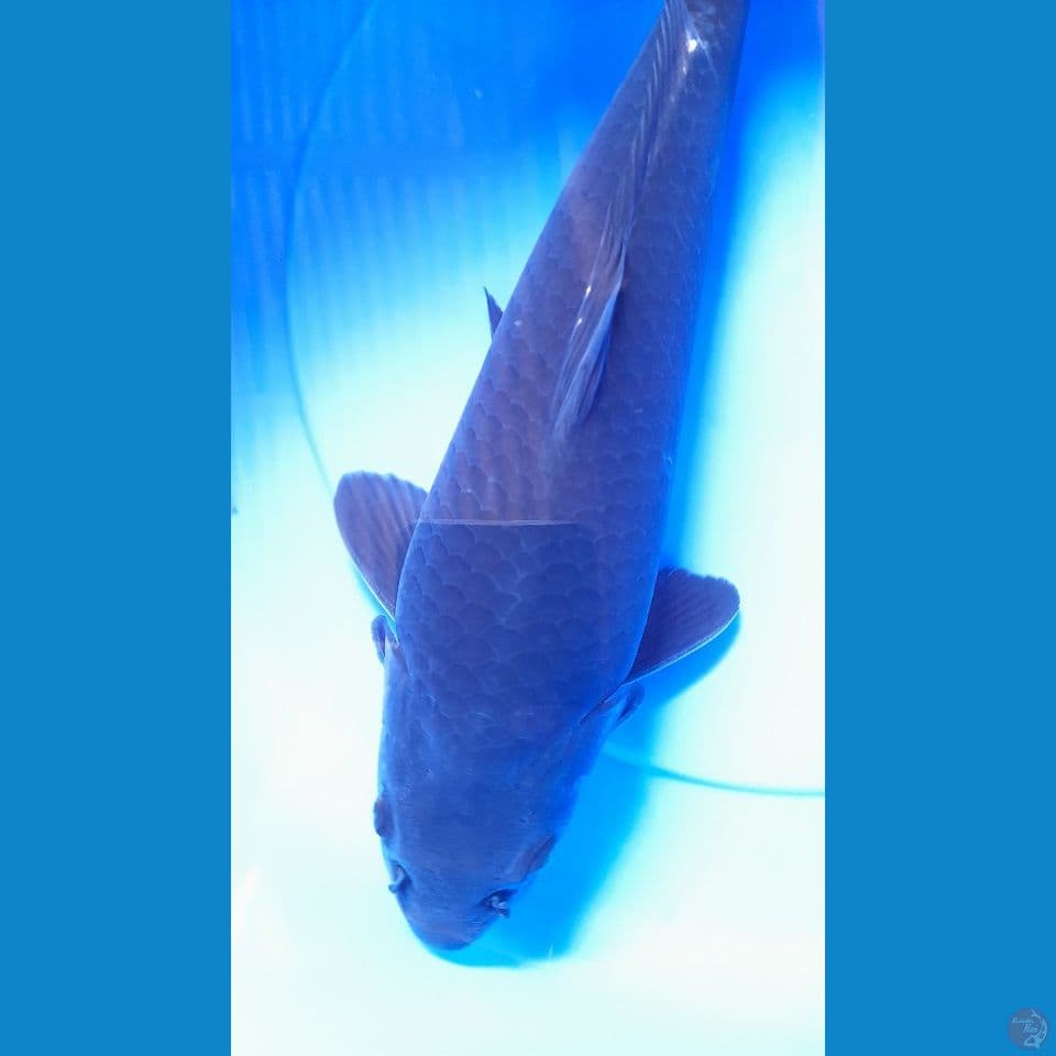 39CM MAGOI