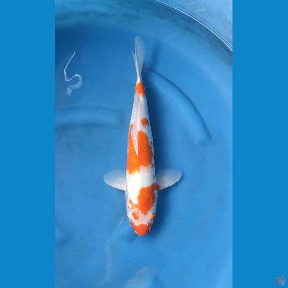 Kohaku