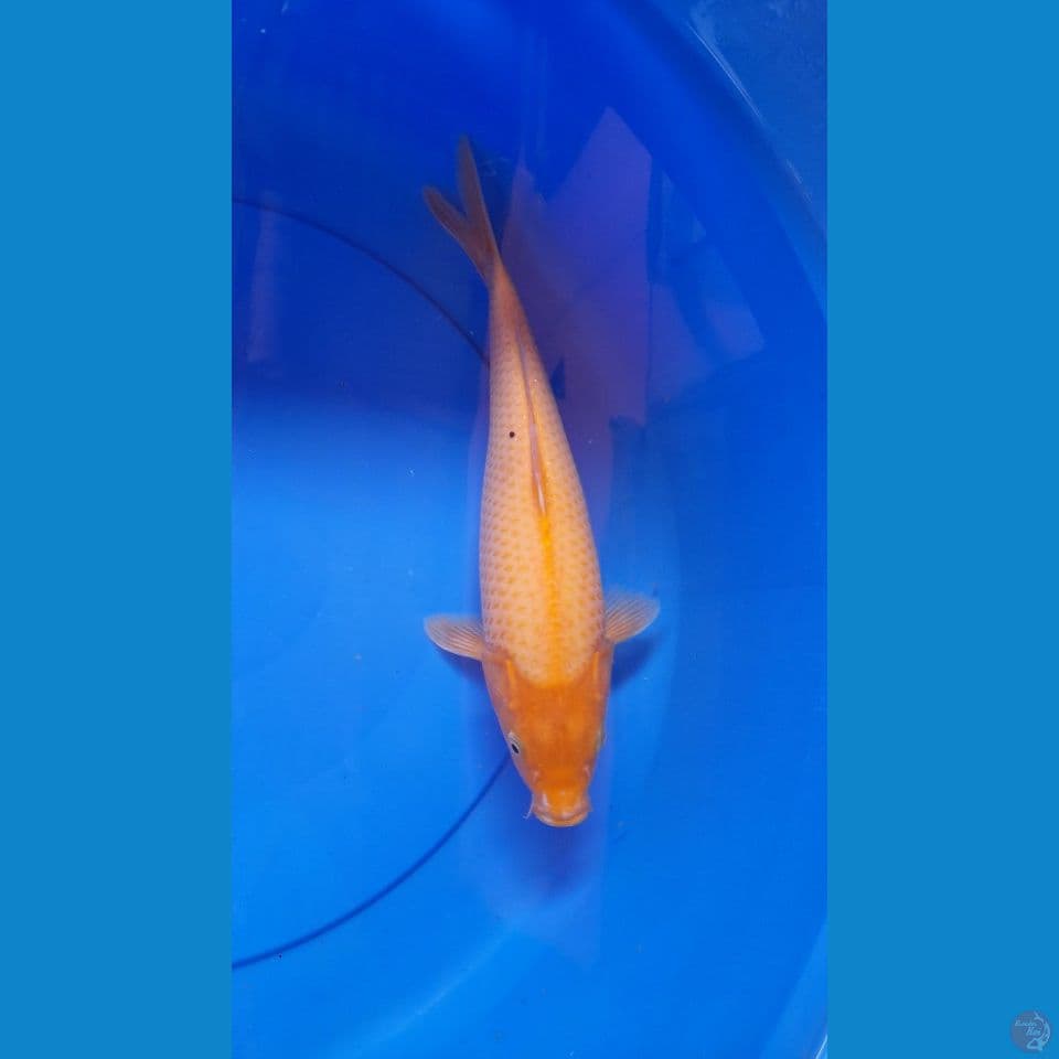 33CM KARASI MANGGO