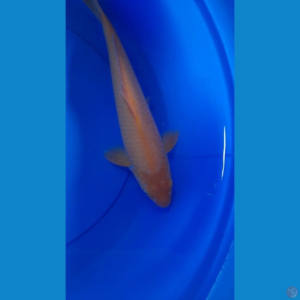 M 38CM RED KARASI MM
